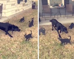 Maverick The Labrador Freezes Among The Family’s New Halloween Decorations