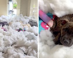 Puppy Makes A Giant Mess In The Living Room And Hides In The Middle Of It