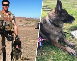 Mom Adopts Military Service Dog Of Marine Son Killed In Action
