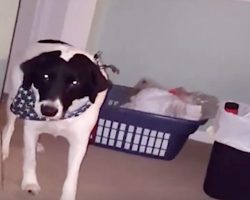 Dog Moonwalks Out Of The Room When Dad Proposes The Question