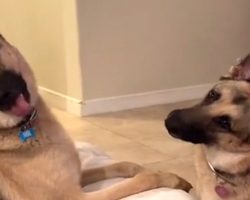 Mom Pretends She’s On The Phone And Casually Uses Her Dogs’ Trigger Words