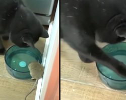 Man Finds His Cat Befriending The Mouse He Was Supposed To Chase Away