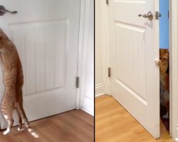 Cat Is Always Opening Doors For His Doggy Brother