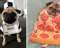 23 Pugs Trying Their Best To Get Into The Halloween Spirit