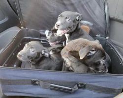 Couple Noticed A Suitcase Wriggling On The Highway And Discovers It Is Filled With Puppies