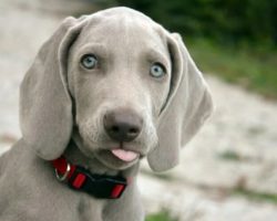 It’s A Precious Moment When A Lab Puppy First Meets His Human Sister