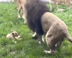 Fed-Up Lion Cub Finally Retaliates For His Dad Picking On Him