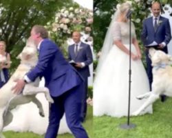Ring Bearer Dog Forgets His Training When It Counts And Runs Down The Aisle