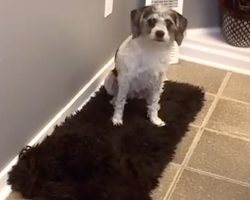 Mom Looked All Over For Her Second Dog, And The Other Was No Help