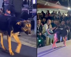 Random Dog Takes Over Model Runway For 15 Minutes Of Fame At Beauty Pageant