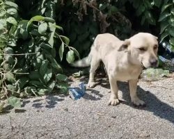 Stray Dog Slept In The Bush Beside A Garbage Bin So He Could Search For Food