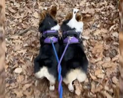 Dog Siblings Both Want The Same Stick, Work It Out Using A Little Teamwork