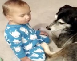 Baby Boy Is About To Knock Out, But Mom’s Heart Melts When Her Dog Does THIS