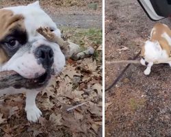 Dog Finds A Prize Of A Stick And Works To Bring It Back Home