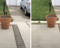 Dog ‘Hides’ Every Time Dad Calls Out For Her To Come Back Inside