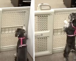 Dog Couldn’t Get Over The Pet Gate To The Treats, So A Friend Helped Out