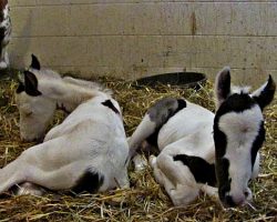 Old pregnant mare beats the odds to give birth to ‘rare’ healthy twin foals