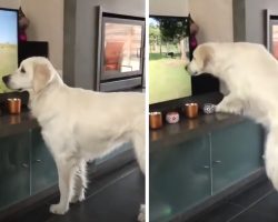Golden Retriever Just Wants To Play With The Dog She Sees On TV