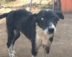 Man Said His Dog Was “Too Old” And Walked Away From Him For Good