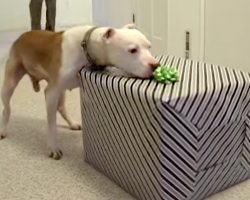 Dog Beat Cancer, And He Opens A Gift For A Birthday He Wasn’t Supposed To See