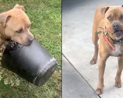 Tiny Pup Tricks Mom Into Thinking He’s Calm & Timid, Grows Up To Be A Wild One