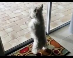 Adorable “Freak Out” by Shelter Dog When She Discovers A New Pool In Her New Home