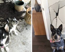 13 Of The Worst Good Boys The World Has To Offer