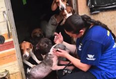 140 Dogs Found Hoarded And Neglected On Florida Residential Property