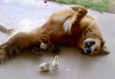 10 Baby Chicks Wander Into The Yard, And Bailey Adopts Them As Her Own