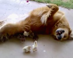 10 Baby Chicks Wander Into The Yard, And Bailey Adopts Them As Her Own￼