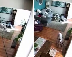 Boxer Brings Running Hose Inside For Fun, Returns It When Done To Hide Evidence