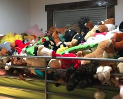 Family’s Cat Hides In A Pile Of Toys, And People Have A Hard Time Spotting Him