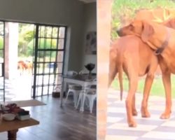Man Stumbles Upon His Twin Dogs Locked In An ‘Extended’ Hug