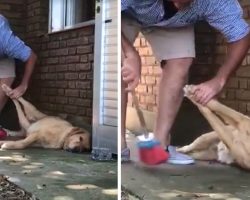 Man Trying To Do Chores Has To Sweep Around His Lazy Dog