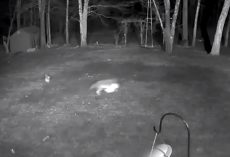 Shih Tzu Survives Coyote Attack Because Of The Collar She Had On At The Time