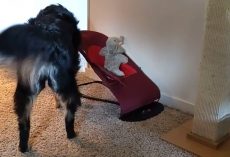 Dog Mimics Mom Putting Newborn In A Rocker By Using Her Elephant Toy