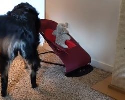 Dog Mimics Mom Putting Newborn In A Rocker By Using Her Elephant Toy￼
