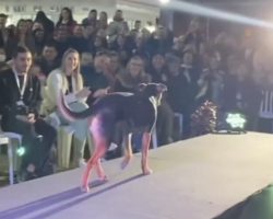 A Dog Invades The Catwalk At A Beauty Pageant And Steals The Show