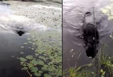 Dog Swims Out To Save A Life, Returns To Shore With It In His Mouth
