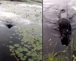 Dog Swims Out To Save A Life, Returns To Shore With It In His Mouth