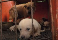 Dogs Are Being Farmed Here So Humans Can Eat Them, And It’s Appalling