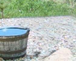 Family Does Recon To Find The Animal Who Keeps Emptying The Water Barrel Daily￼