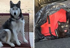 Husky Stops On Her Walk To Check Out A Cooler And Saves A Life