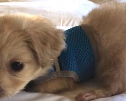 Boy Makes A Wheelchair Out Of Legos For Puppy With No Front Legs