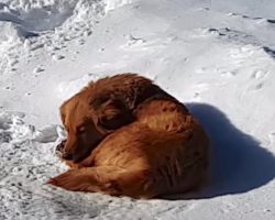 Abandoned Dog Had Only The Snow Pile Under Her To Sleep On￼