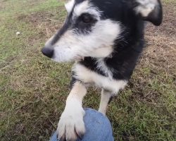 Dog Who Lived In A Field All 7 Years Of Her Life Offers Paw To Ask For Mercy
