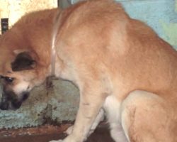 Shelter Dog Was Too Scared To Move, Then One Man Came To Give Him His All