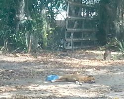 Worker Spots An Emaciated Dog Tethered To A Tree Next To A Mobile Home￼