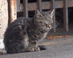 Blind Kitten Sat In A Parking Lot Wondering How She’d Survive The Day￼
