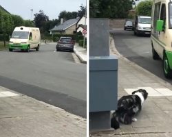 Luna The Border Collie Hears The Ice Cream Man Coming And Gets In Position